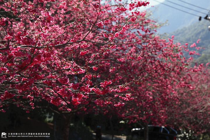 #2022日月潭櫻花季