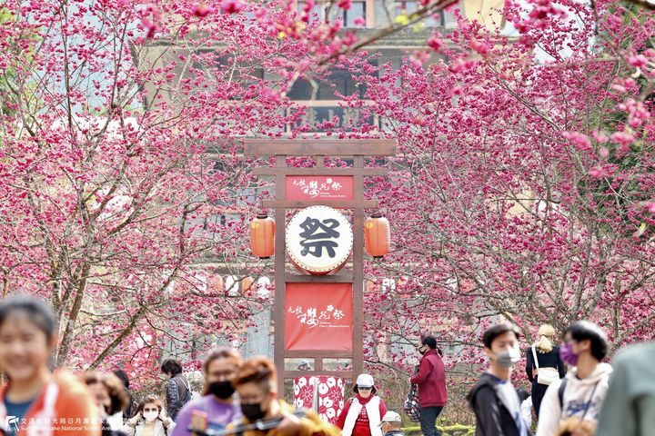 #2022日月潭櫻花季