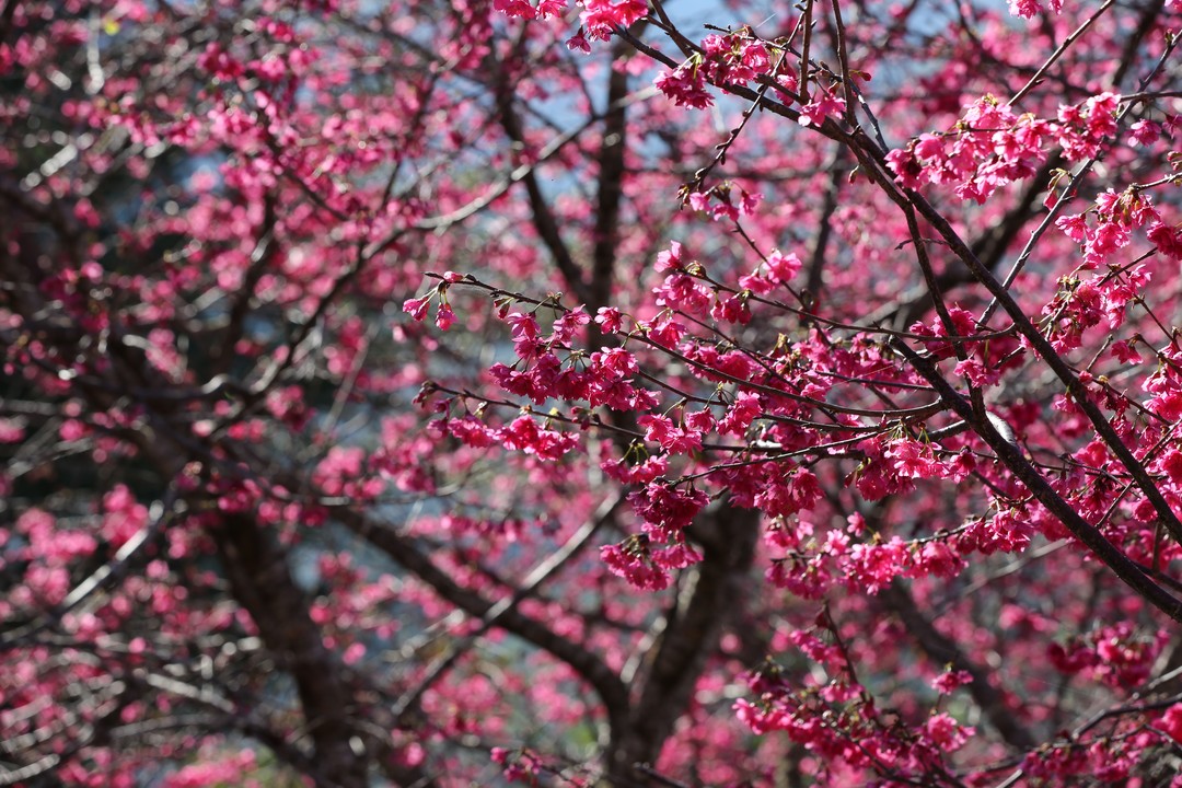 #2022日月潭櫻花季