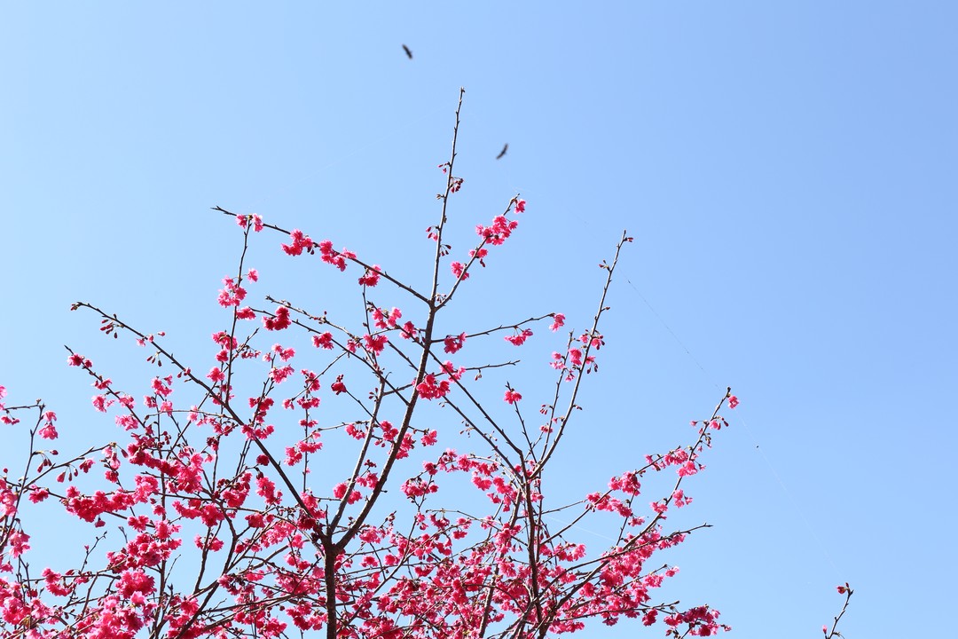 #2022日月潭櫻花季