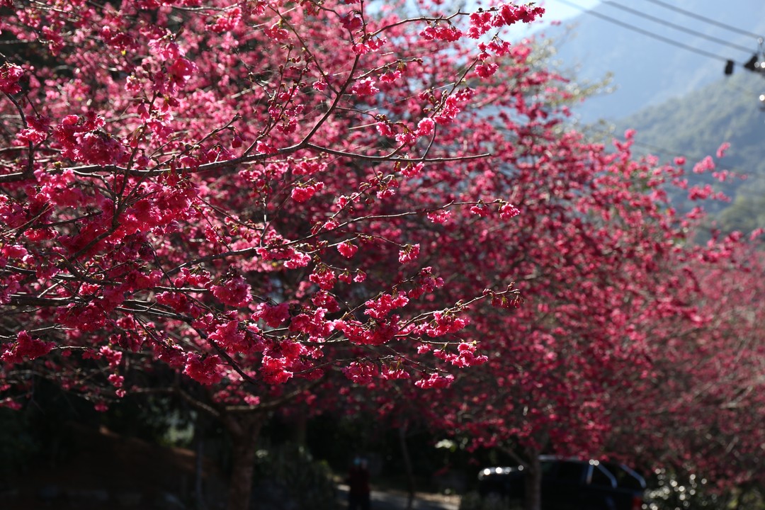 #2022日月潭櫻花季