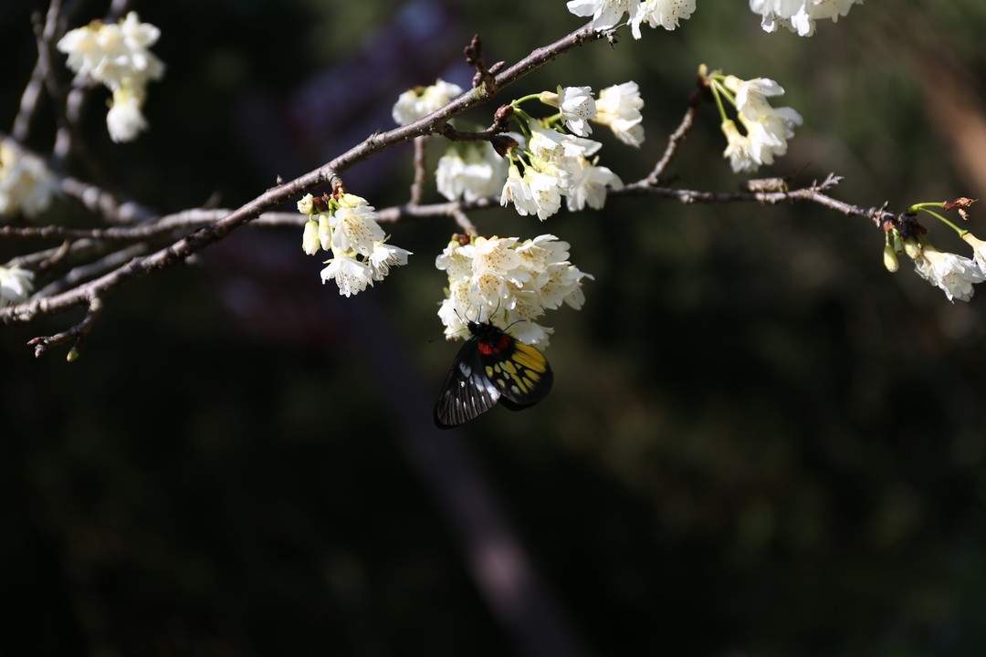 #2022日月潭櫻花季