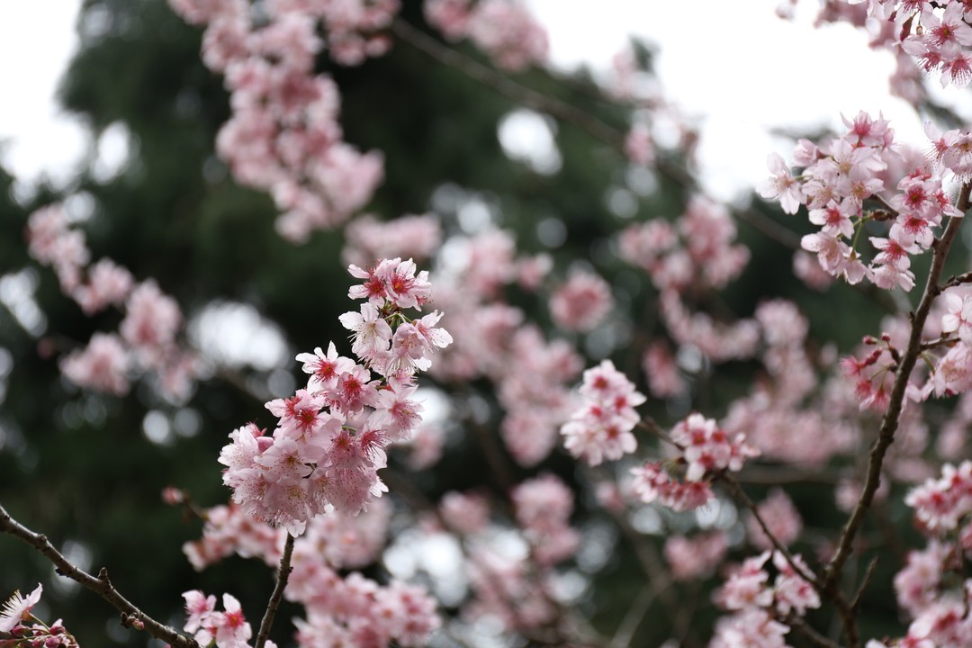 #2022日月潭櫻花季