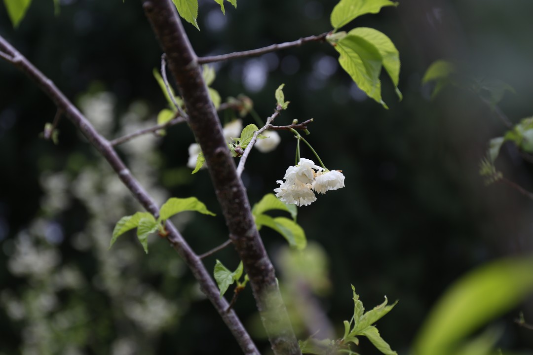 #2022日月潭櫻花季