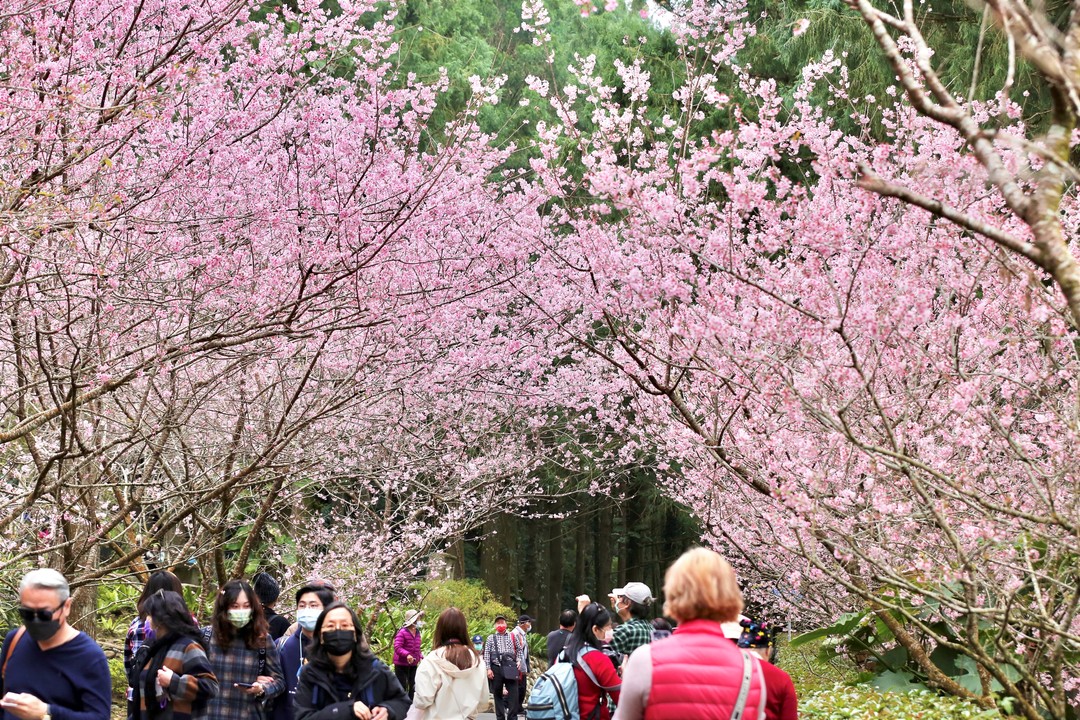 #2022日月潭櫻花季