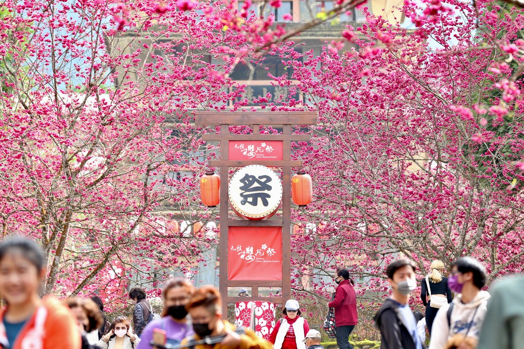 #2022日月潭櫻花季