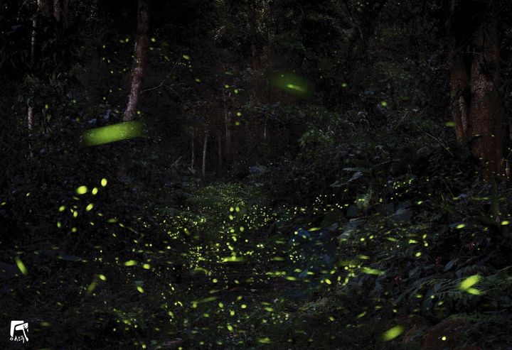 日月潭櫻花季過後是什麼季呢？