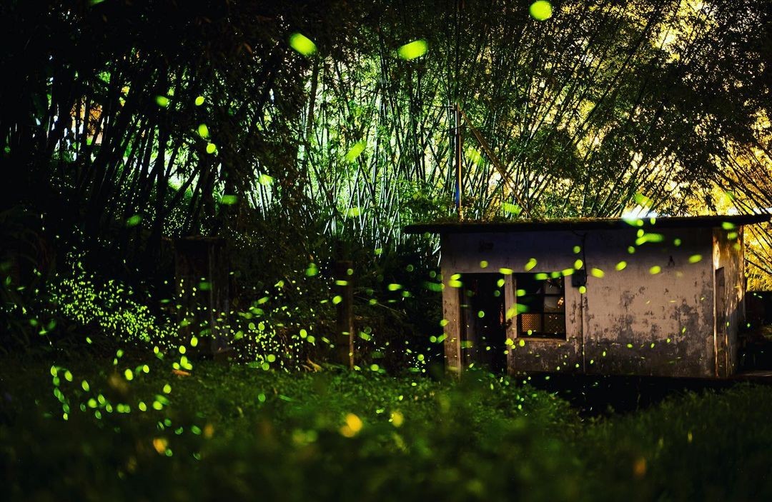 入夜後星點般的小精靈正飛舞著