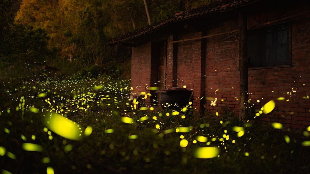 周末來賞螢✨✨