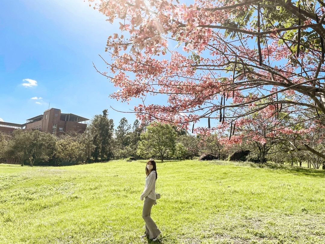 花旗木盛開的季節