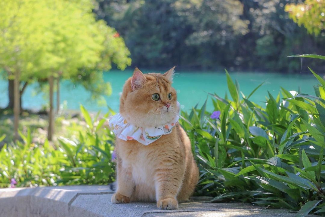 貓貓豪可愛😍😍