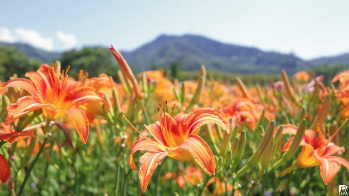 花都開好了🌼系列1/12