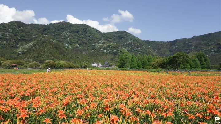 花都開好了🌼系列2/12