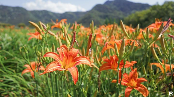 花都開好了🌼系列5/12