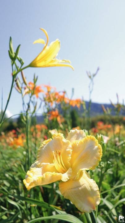 花都開好了🌼系列11/12