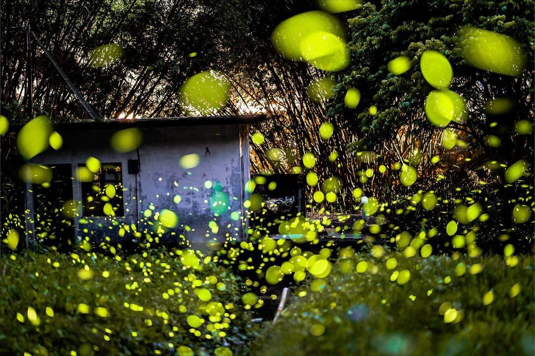 每一刻都要像螢火蟲一樣 用力的盡情的閃耀著