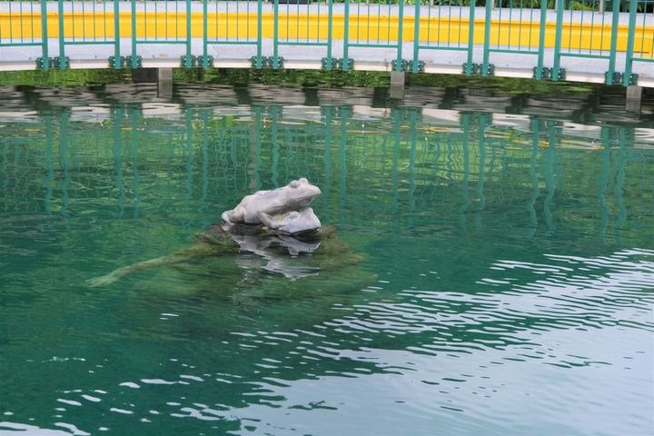 每次來到水蛙頭步道都會發現冒出水面的青蛙數不太一樣🐸