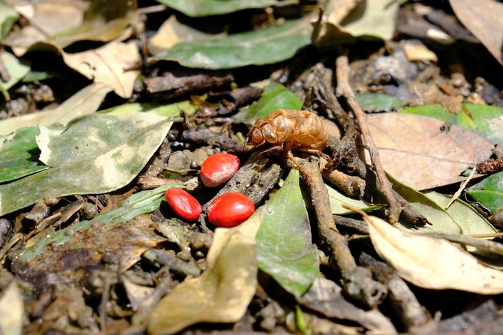 連日的午後雷陣雨導致土石鬆軟，前幾天我們涵碧步道上直徑將近1米的台灣紅豆樹站不住腳應聲倒塌了！