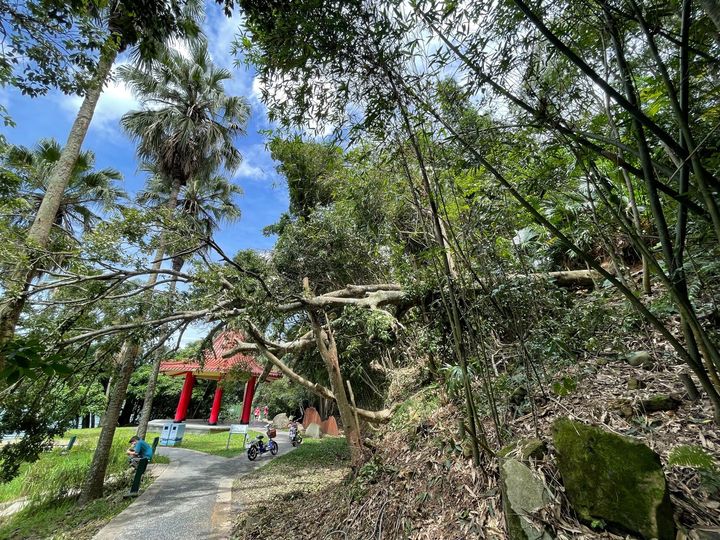 連日的午後雷陣雨導致土石鬆軟，前幾天我們涵碧步道上直徑將近1米的台灣紅豆樹站不住腳應聲倒塌了！系列1/9