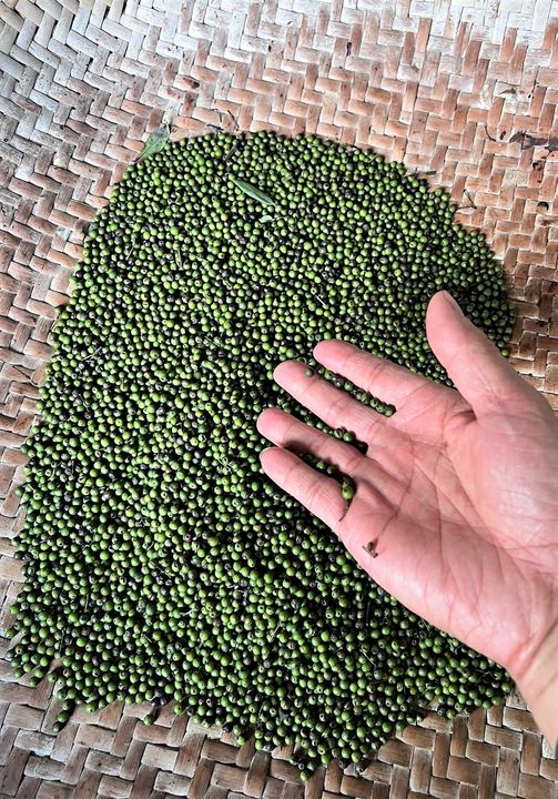 來來來，大家知道嗎？一年收成一次的馬告現在正值採收期喔！🌱