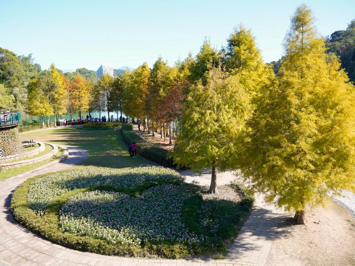 「小編~請問日月潭落羽松變色了嗎？」