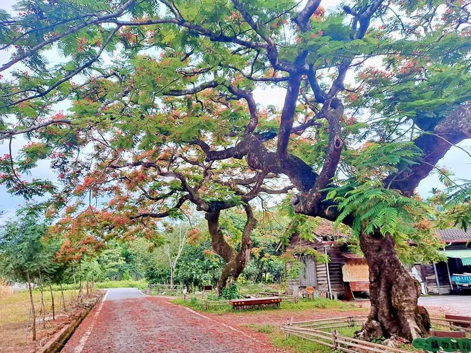 還記得那年鳳凰花開