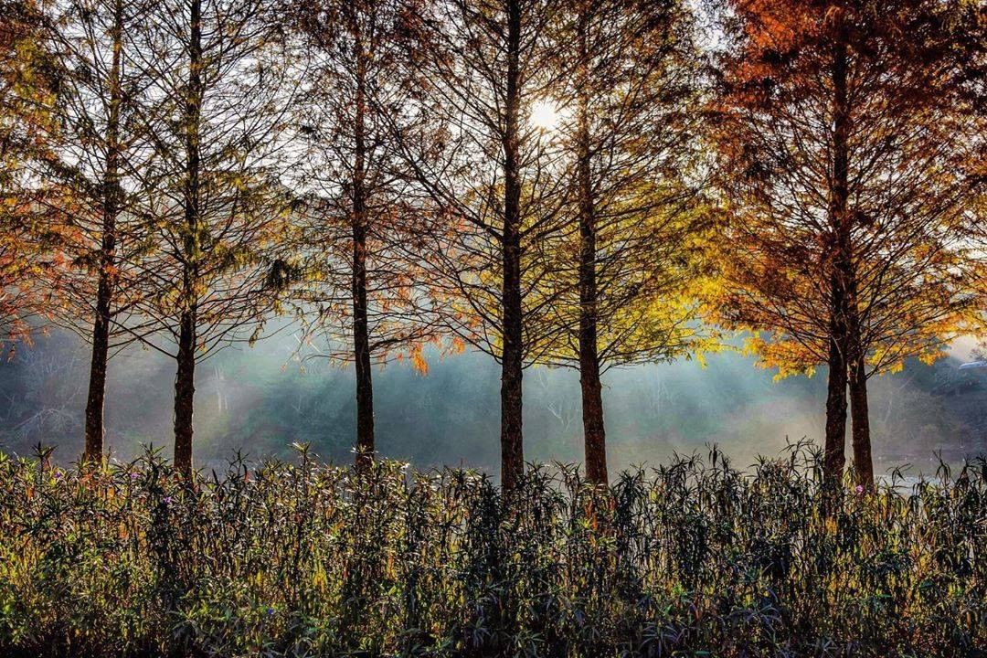 接近落羽松尾聲啦~快快把握機會來拍美照