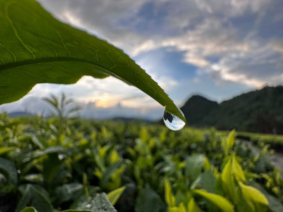 粽子飄香，也不忘來一杯日月潭紅玉紅茶