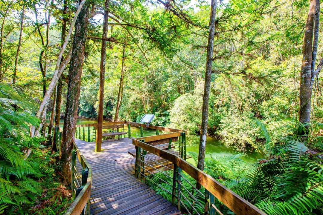 大自然小寧靜🌳