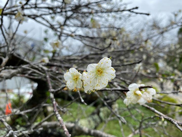 日月潭的梅花開花啦~~系列1/3