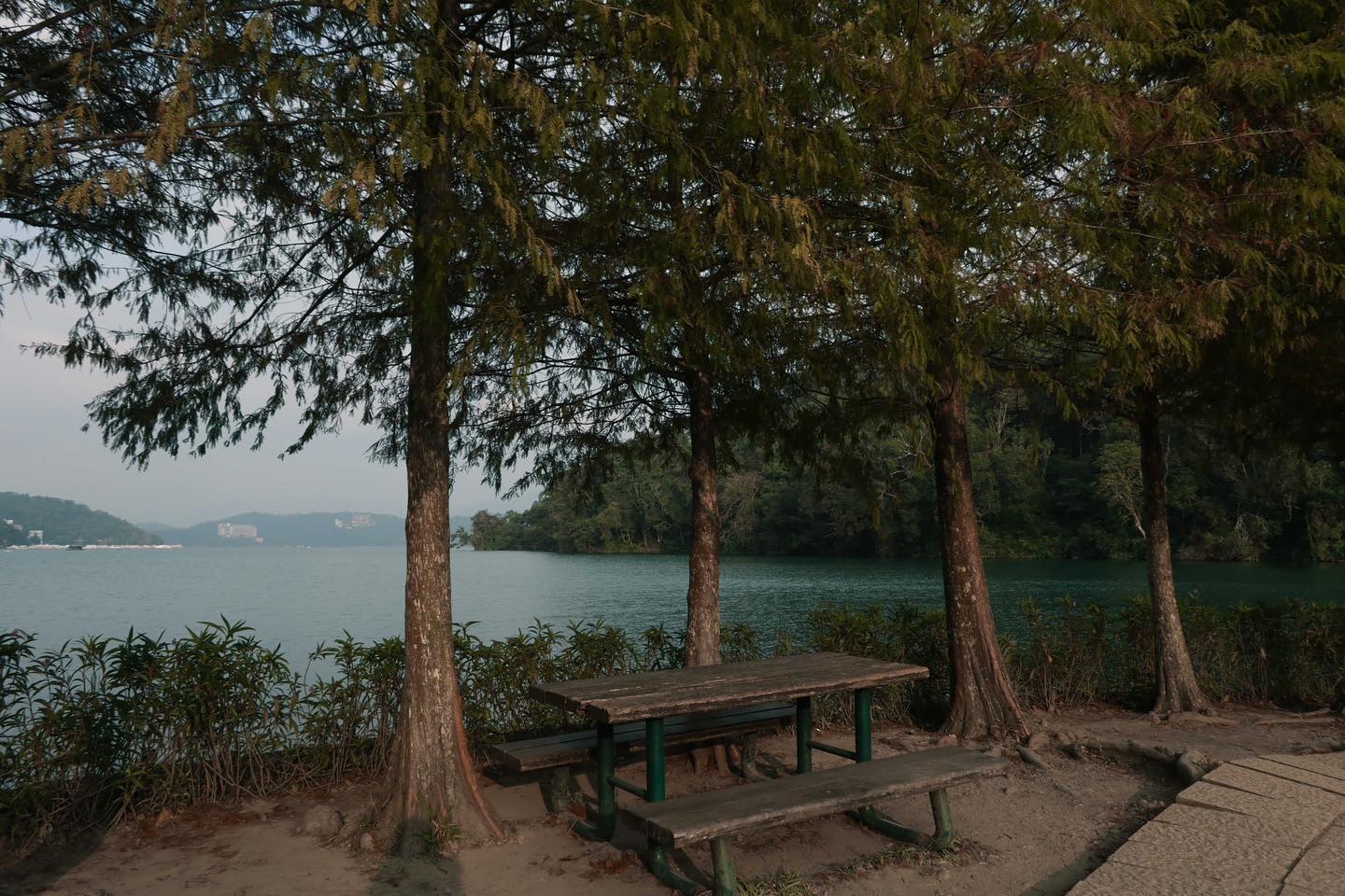 2023.11.15向山落羽松