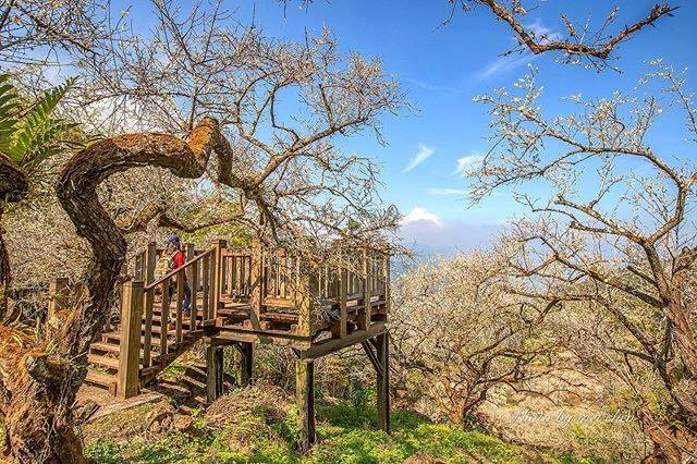 梅花梅花幾月開花~