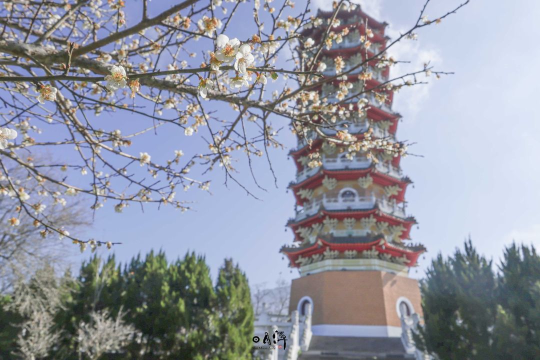 🗣有一大片草原🌱～請猜一種花