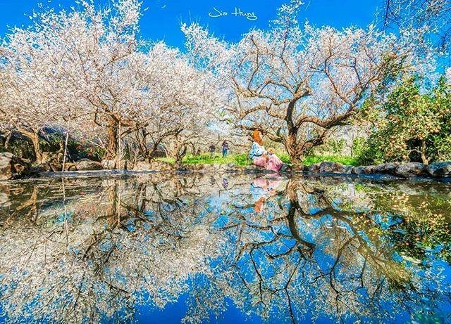 梅花季即將結束啦~把握最後機會賞花去!!