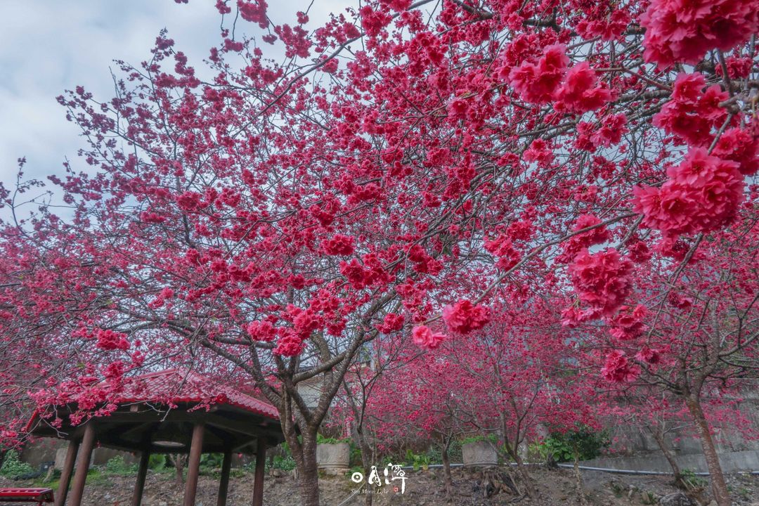 過年大家吃胖幾公斤呢❓