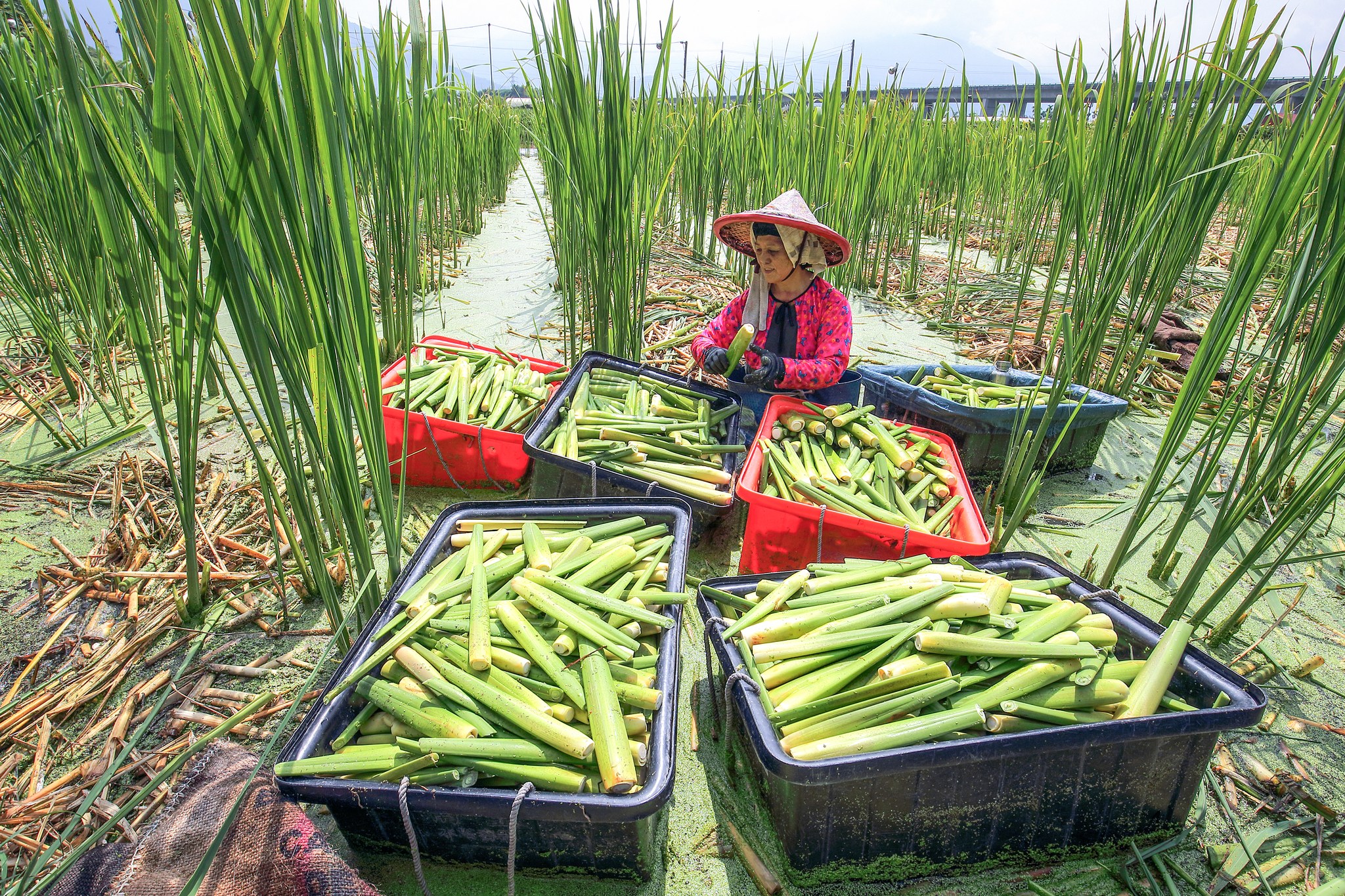 長在水裡❓白嫩如美人的腿❓可以生吃❓