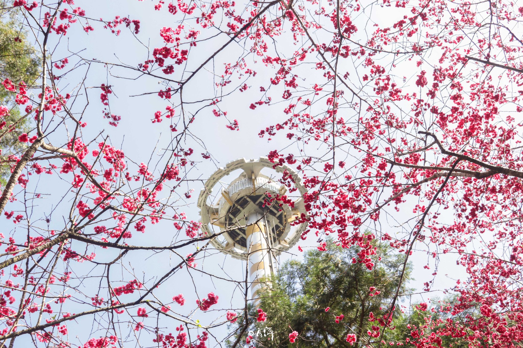 桃紅的 粉的 白的🌸