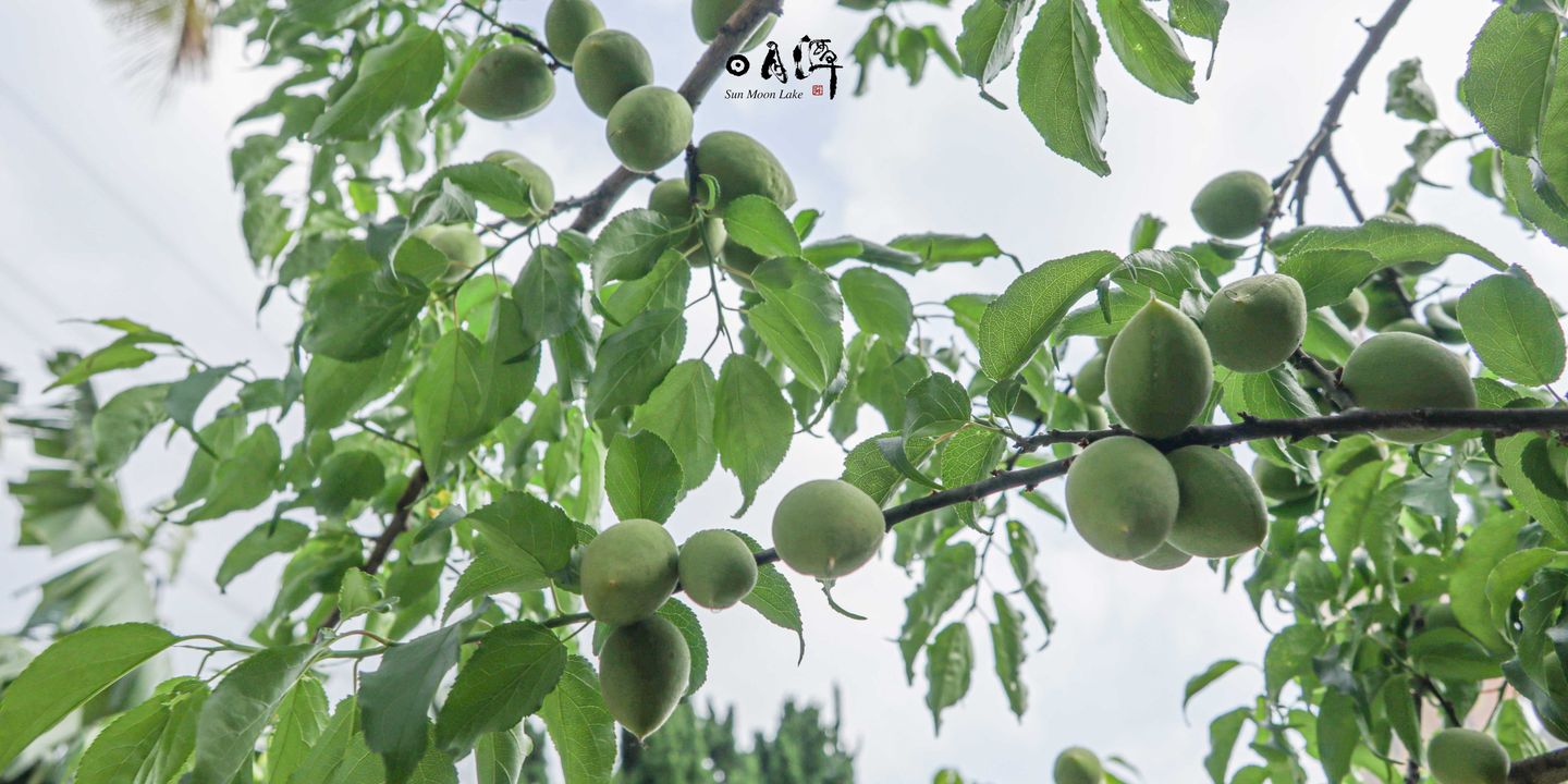 圓圓綠色的❓口感可脆可Q❓生前是一朵白花❓