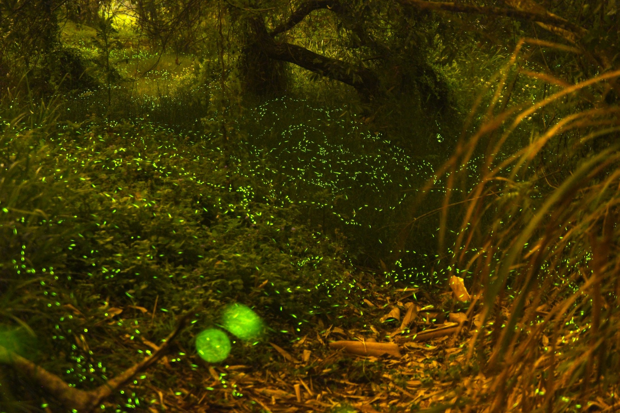 💫〚來桃米賞螢吧〛