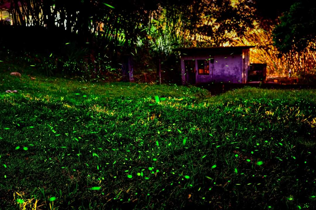 💫〚來頭社賞螢吧〛