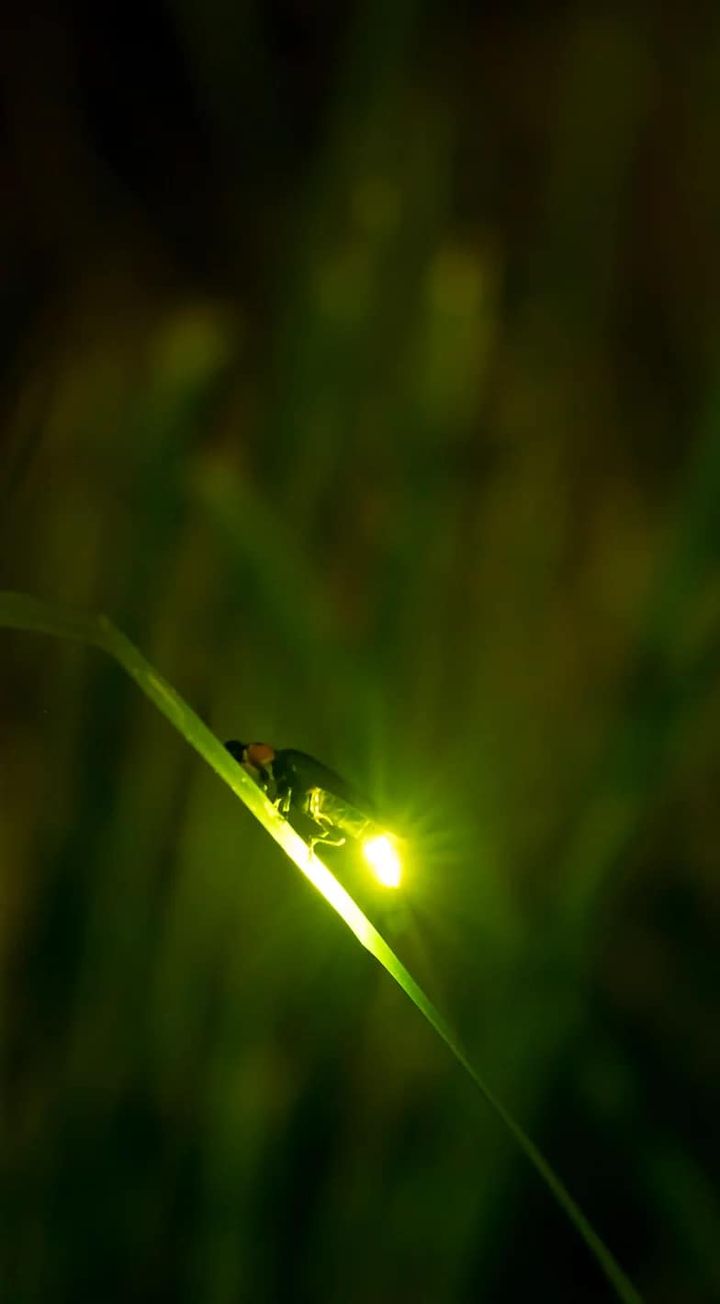 💫〚來水社賞螢吧〛