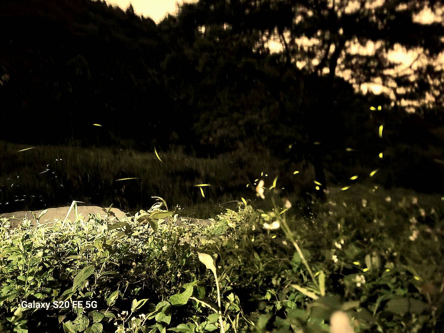 💫〚來東光賞螢吧〛