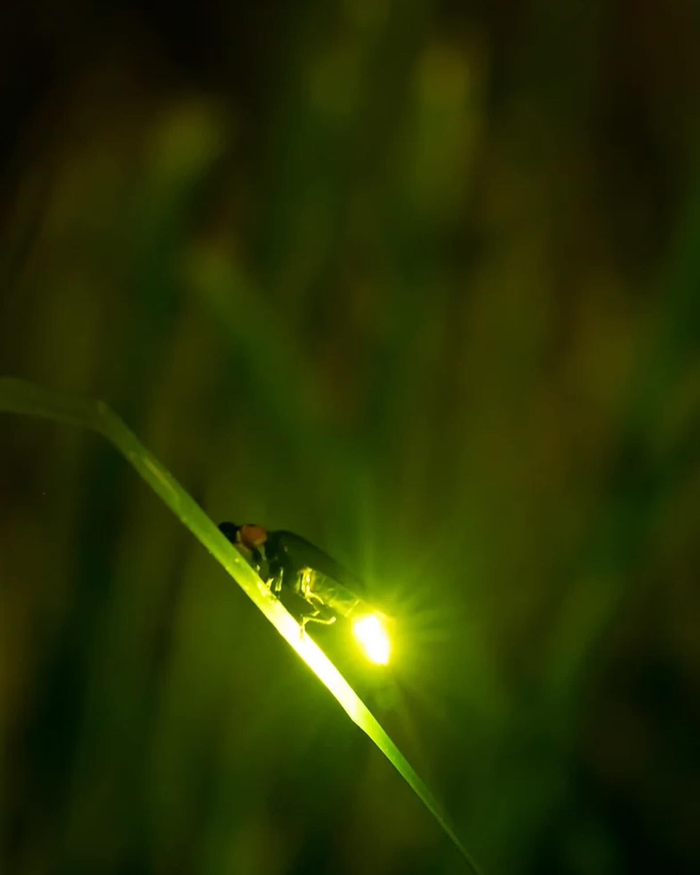 💫〚來水社賞螢吧〛