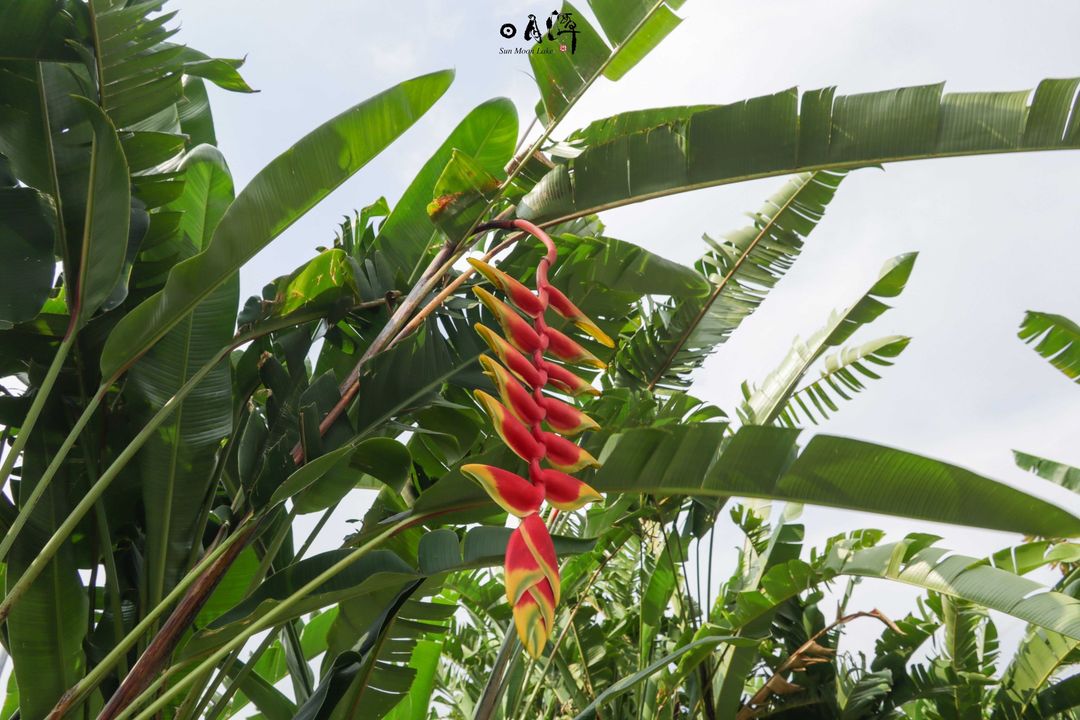 💥〚全台第一個山蕉主題的觀光工廠⁉️〛