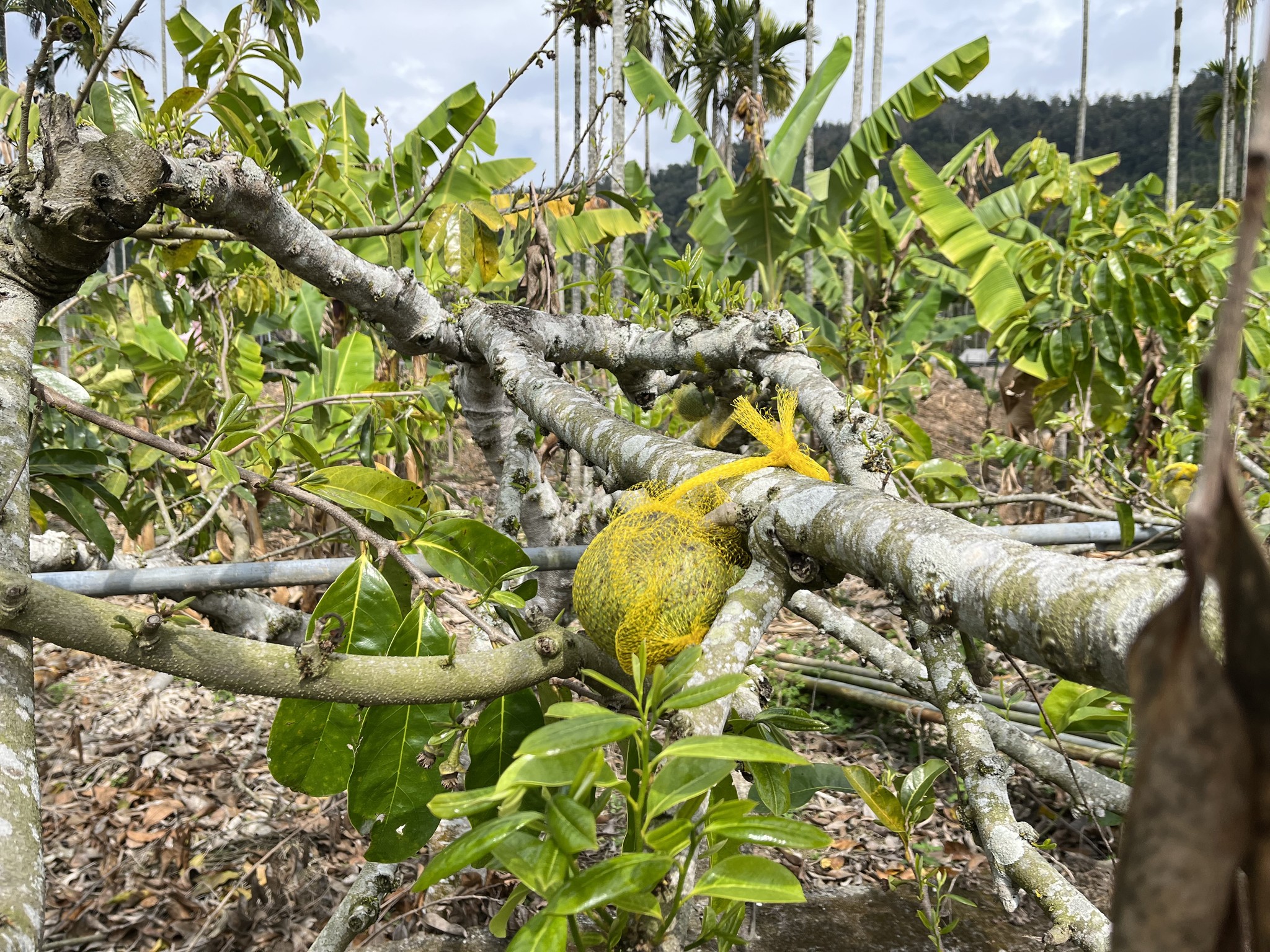 長得像釋迦❓ 天皇欽點台灣水果 ❓水果中的綠巨人❓