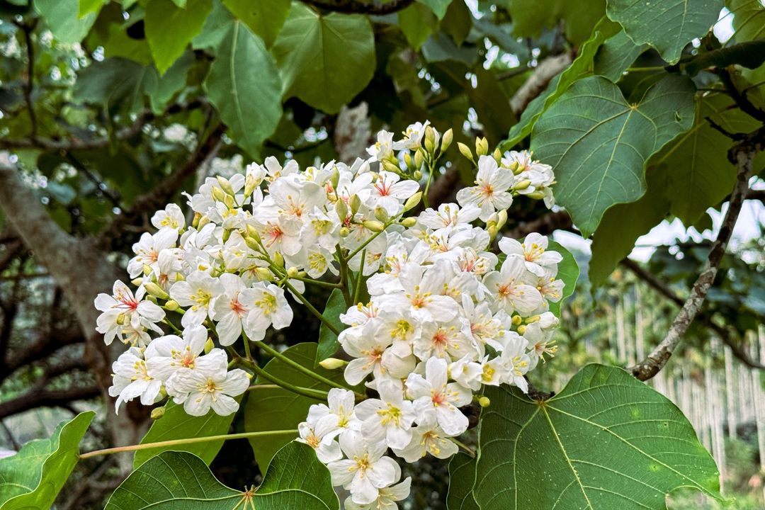 💫〚油桐花花語：情竇初開〛系列1/3