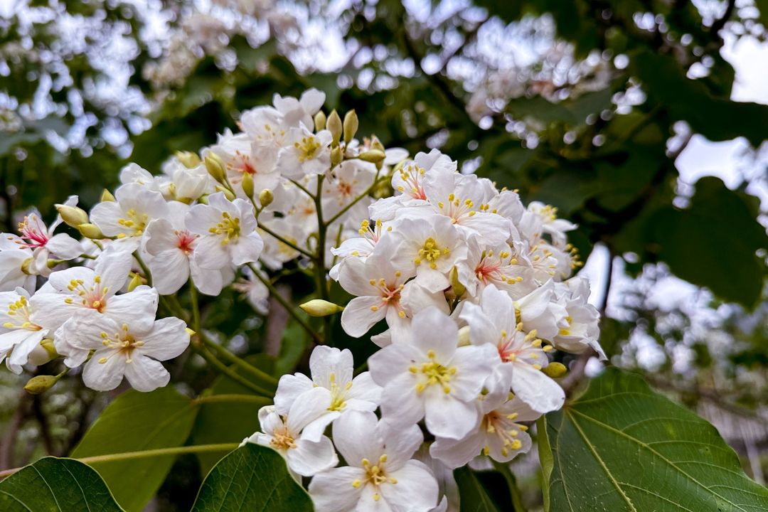 💫〚油桐花花語：情竇初開〛系列2/3