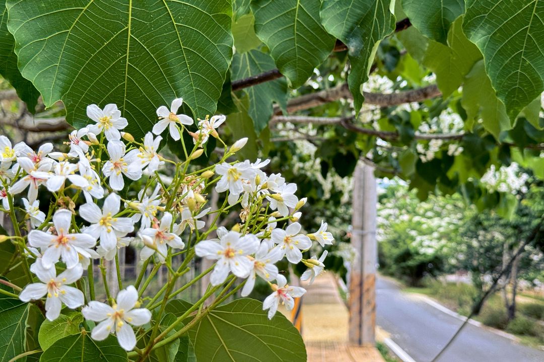 💫〚油桐花花語：情竇初開〛系列3/3