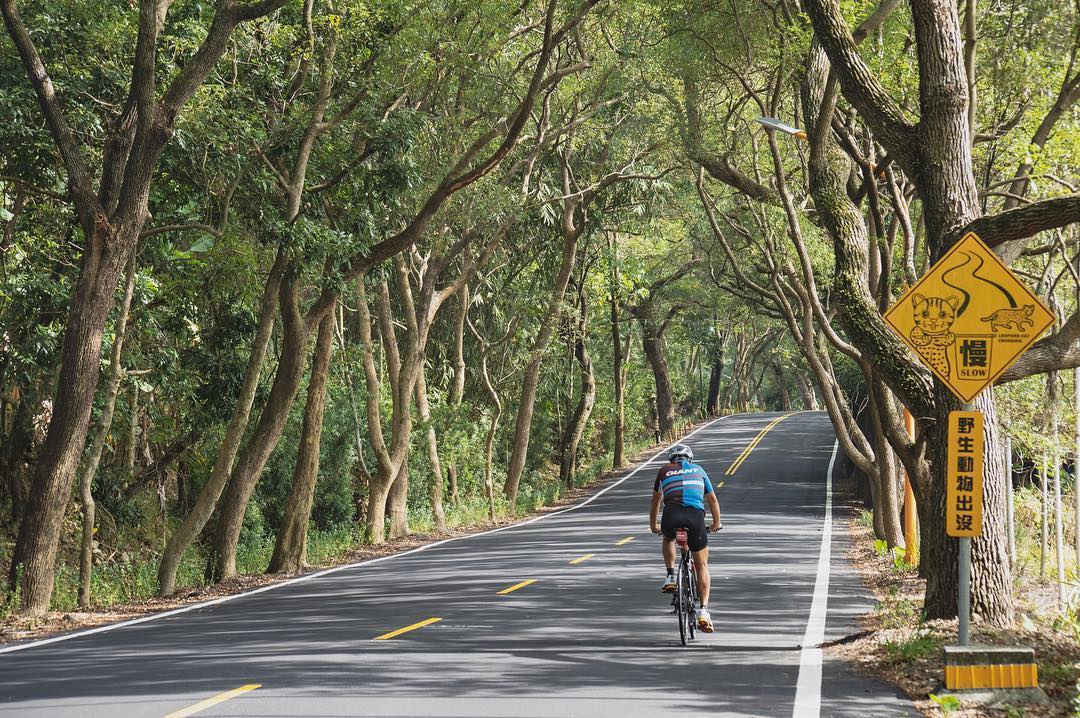 綠色隧道騎鐵馬🚴🏻