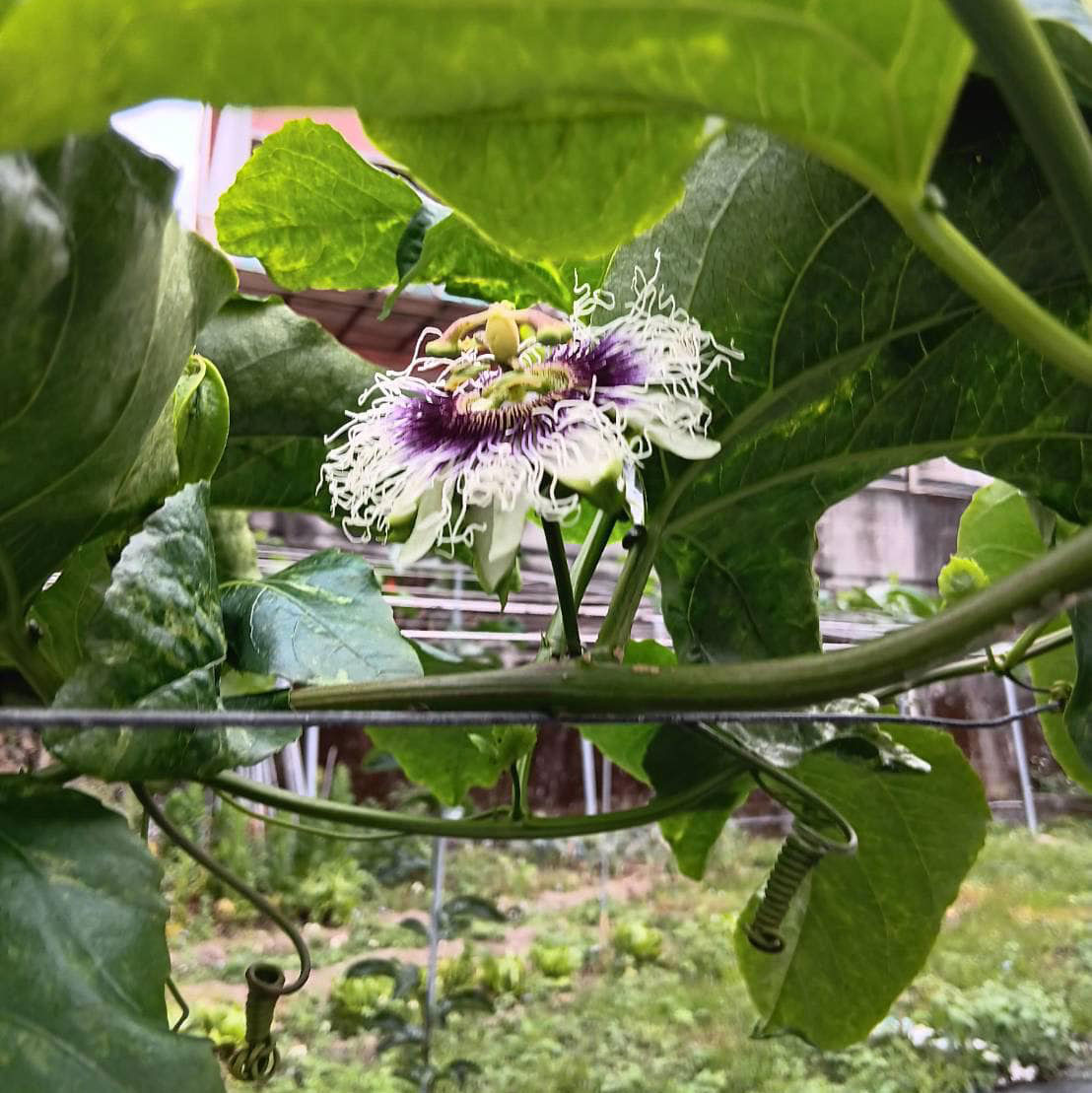 用湯匙挖來吃❓吃的不是果肉❓ㄌㄚˇㄌㄚˇ在吃更香甜❓